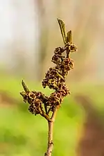 Hamamelis x intermedia 'Angelly'. De nouvelles feuilles, de nouvelles noisettes apparaissent.