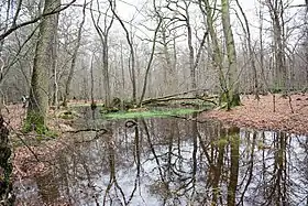 Image illustrative de l’article Forêt de Hambach