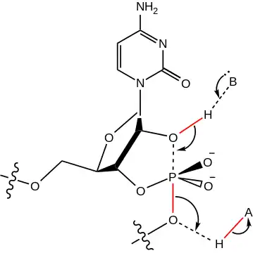 Mécanisme réactionnel proposé pour le site actif du ribozyme en tête de marteau. Une base (B) retire un proton de l'oxygène 2' tandis qu'un acide (A) fournit un proton au groupe partant 5' ce qui donne un phosphate cyclique 2',3'. Les liaisons rompues (en rouge) et formées (en pointillés) doivent être en position axiale à environ 180° de part et d'autre. Le mouvement des électrons est représenté par des flèches.