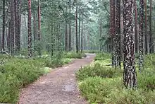 Forêt régulière de pin traversée par un chemin.