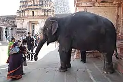 Lakshmi, éléphant du temple de Virupaksha