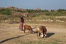 Femme indienne portant un fagot sur la tête et poussant ses chèvres devant elle.