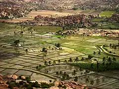 Rizières dans les alentours de Hampi