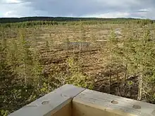 Tourbière avec quelques arbres isolés vue depuis une plateforme en bois.
