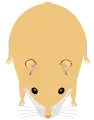 Hamster de Roborovski