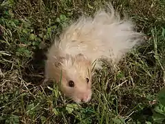 Hamster doré à poil long dit "angora"