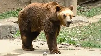 Un ours brun mâle du Domaine des grottes de Han en Belgique.