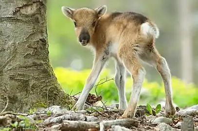 Faon de Renne (Rangifer tarandus).