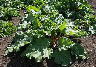 Rosette de feuilles.