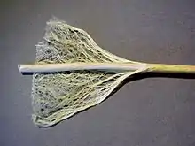 Tige avec mise en évidence des fibres et de la chènevotte (moelle).