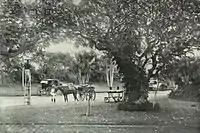 Les jardins suspendus de Malabar Hill (ca. 1905).