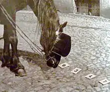 Photo en noir et blanc présentant la tête d'un cheval avec des œillères, le nez par terre devant des cartons avec des chiffres dessus.