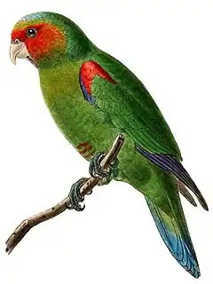 Description de l'image Hapalopsittaca pyrrhops Catalogue of the Birds in the British Museum (1891 - 1891) (19957525723).jpg.