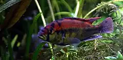 Description de l'image Haplochromis aeneocolor.jpg.