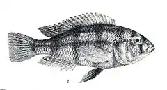 Description de l'image Haplochromis retrodens.jpg.