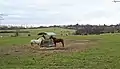 chevaux en pâture des haras de Villedieu