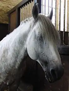 Tête d'un cheval gris dans son box