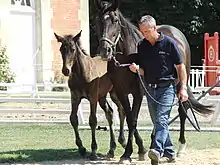 Homme tenant un cheval qui trotte en main, suivi d'un poulain.