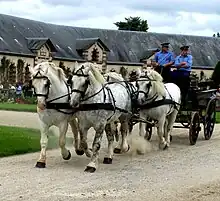 Quatre chevaux gris tirant une voiture avec deux hommes en chemise bleue à l'intérieur.