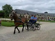 Dans une allée du haras, un attelage à quatre roues est mené par un cheval bai trapu énergique.