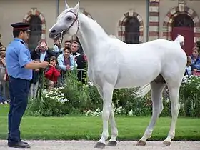 Présentation d'un cheval au public, au haras national de Saint-Lô