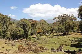 Autre vue de la forêt d'Harenna.