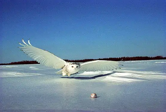 chez le Harfang des neiges.