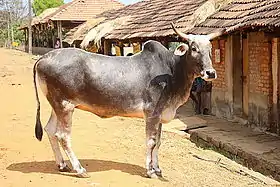 Vache hariana