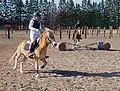 Poneys Gotland montés par des enfants