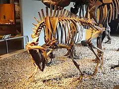 Fossile de Bootherium