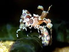 La crevette Arlequin est un prédateur occasionnel de l'acanthaster.