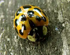 La jeune coccinelle a acquis sa coloration définitive. Noter ici un acarien visible sur son pronotum, lequel porte une forme de W, fréquente chez la coccinelle asiatique.