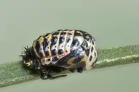 Nymphe d’Harmonia quadripunctata.