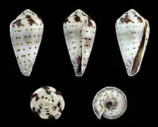 Conus musicus