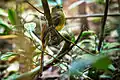 Trogon à poitrine jaune