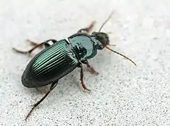 Harpalus affinis espèce sœur vivante.