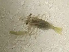 Une crevette Harpiliopsis beaupresii