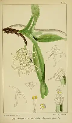 Description de l'image Harry Bolus - Orchids of South Africa - volume II plate 001 (1911).jpg.