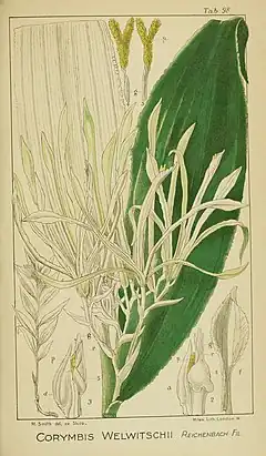 Description de l'image Harry Bolus - Orchids of South Africa - volume II plate 098 (1911).jpg.