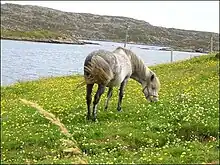 Poney gris broutant de l'herbe et des fleurs avec un bras de mer en arrière-plan.