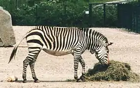 Equus zebra hartmannae (zèbre de Montagne).