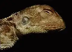 Description de l'image Harvard University Museum of Comparative Zoology - Agama persimilis.jpg.