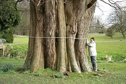Le tronc d'un cyprès chauve remarquable à Harveng (Belgique).