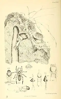 Description de l'image Harvesting ants and trap-door spiders supp. Plate 18.jpg.