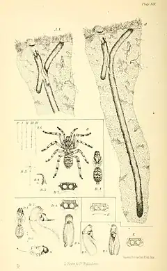 Description de l'image Harvesting ants and trap-door spiders supp. Plate 19.jpg.