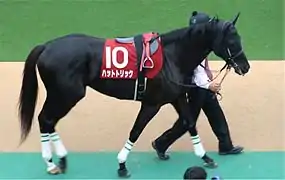 Un cheval ayant une robe de couleur noire.