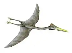 Essai de reconstitution de l'Hatzegopteryx, nommé d'après la ville de Hațeg.
