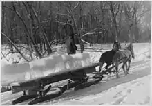 Photographie de deux chevaux tirant un traîneau transportant plusieurs blocs de glace.