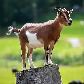 Chèvre domestique (C. hircus)