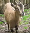 Un mouflon au jardin